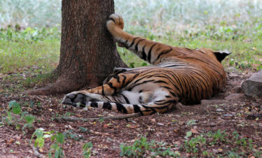 Ranthambhore Tiger Safari