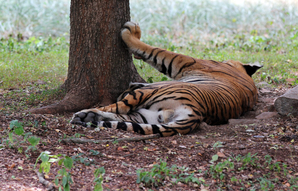 Ranthambore Tiger