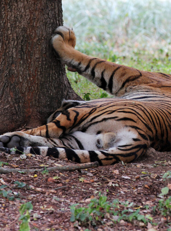 Ranthambore Tiger